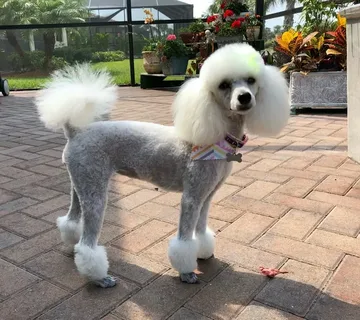 Modern Poodle Haircut Trends and Stylish Dog Cuts