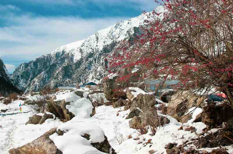 Discover the Beauty of the Langtang Valley Trek