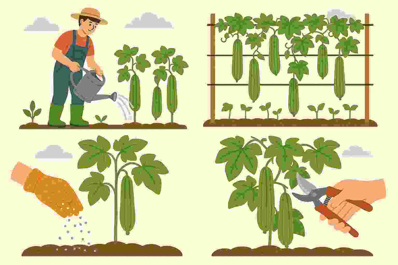 11 Ways to Boost Luffa Yield