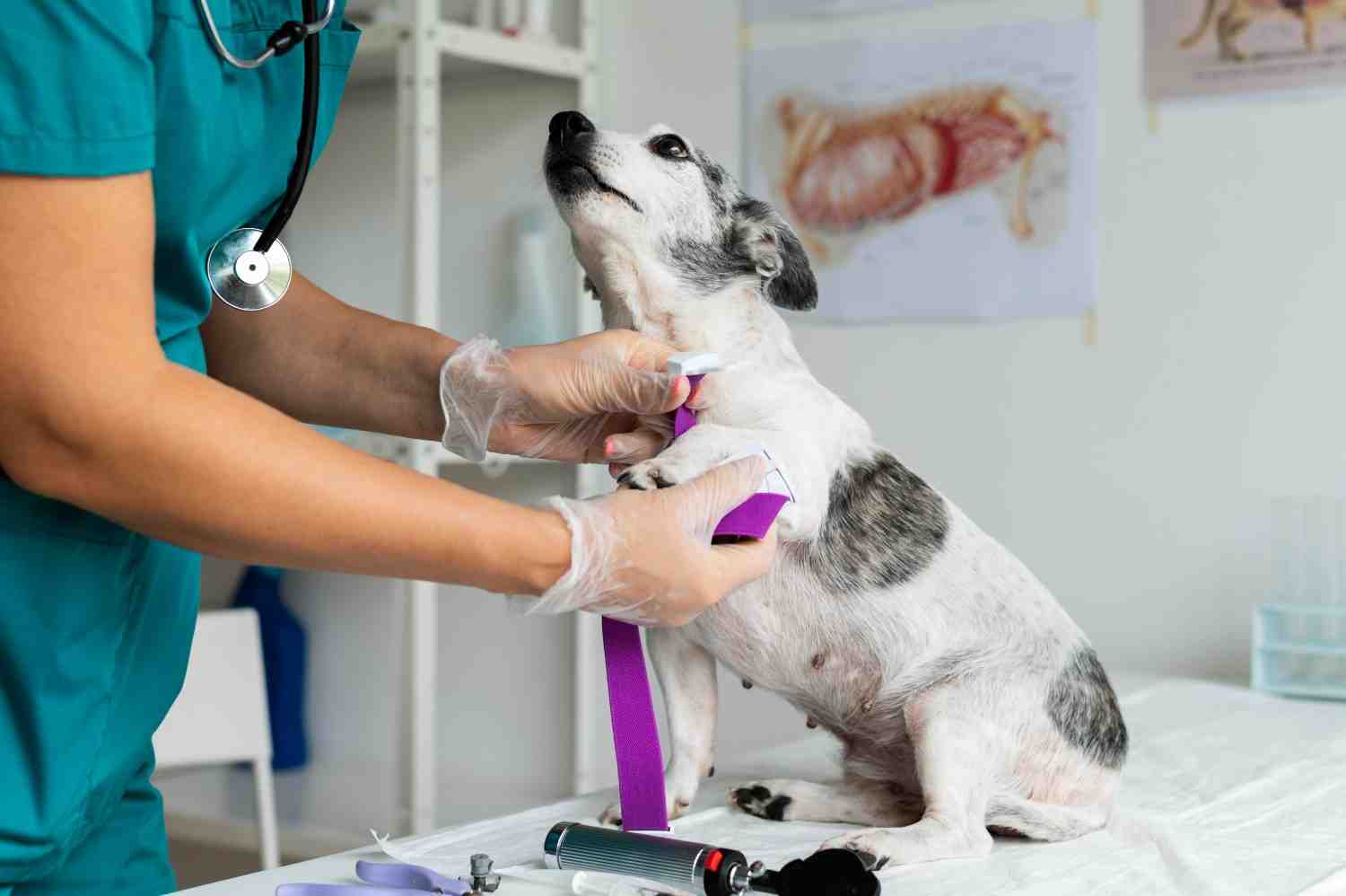 Top 10 best pet clinics in Chennai