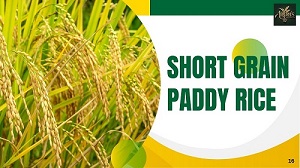 short grain paddy rice