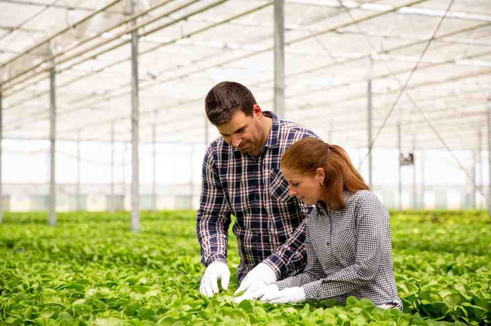 Indian Farming Market Outlook: Size & Analysis 2033