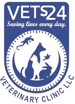 Trusted Pet Care in Fujairah & Ras Al Khaimah | Vets24