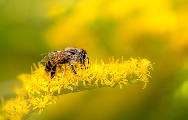 Where to Buy the Best Organic White Honey in Dubai
