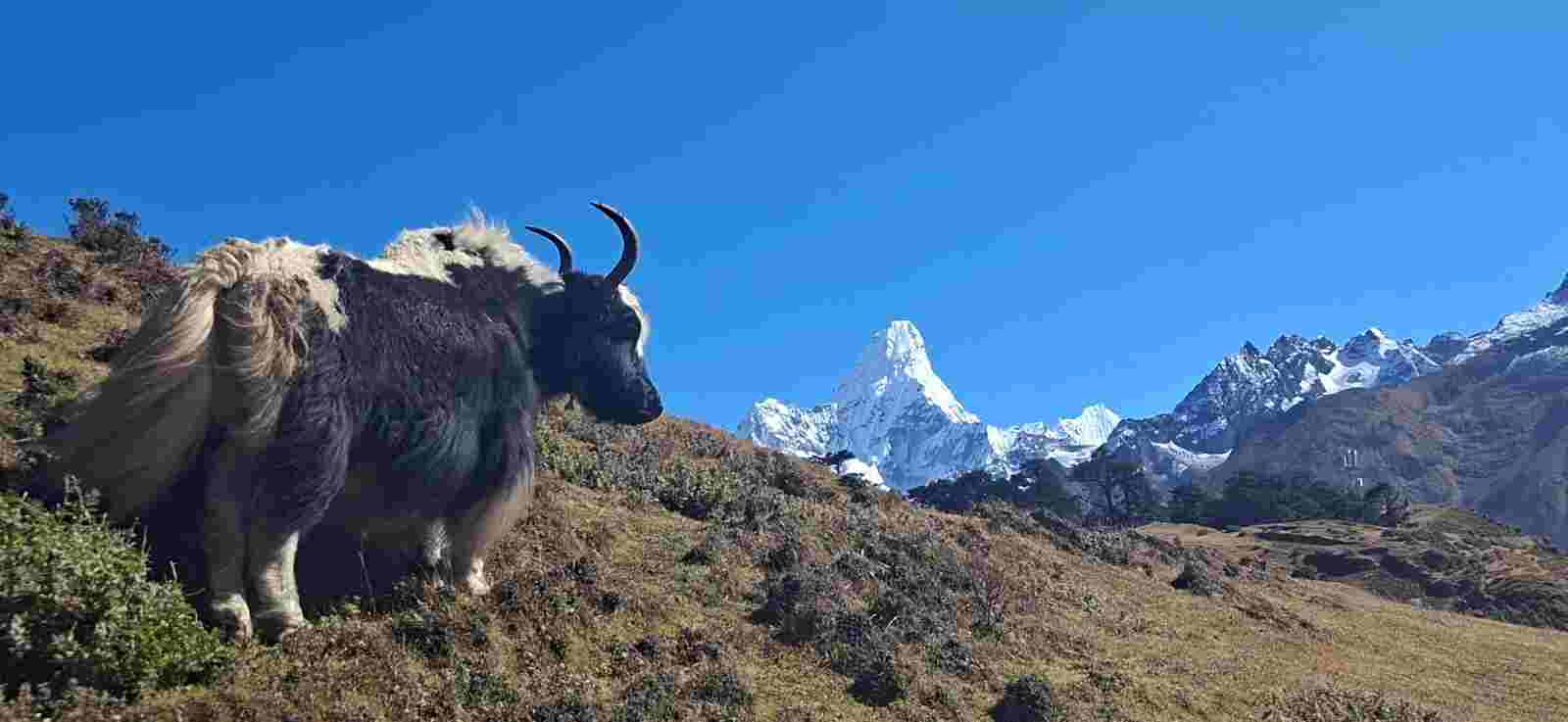 How To Get a Thrilling Annapurna Helicopter Flight