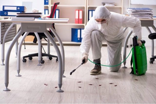 Pest Control in Newmarket: Safe Homes, Healthy Living