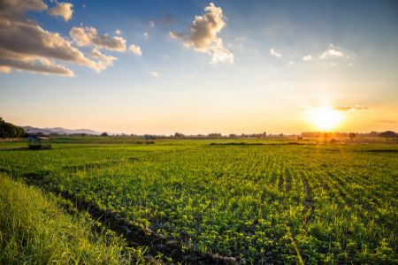 How AI is Reshaping Sustainable Farming Practices?