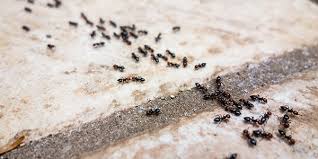 Ants Control Hamilton Safe & Effective Pest Solutions