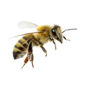 Bees, Wasps & Hornets Removal