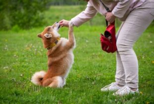 Custom Plans for Unique Canine Needs 1