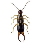 Earwig Control