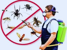 Termite control treatment services in Lahore