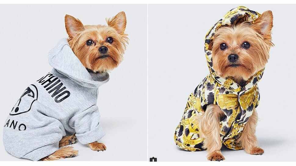 Pet Clothing: Stylish, Functional, and Essential