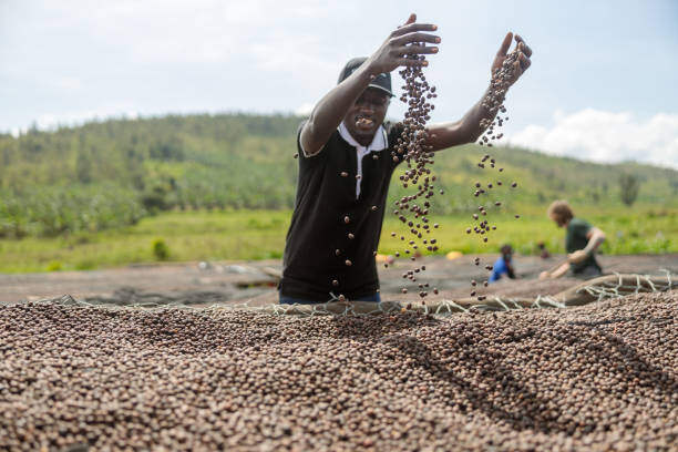 Rwandan Coffee Tours: Bean to Cup Tour.