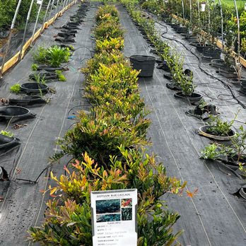 Bloom Local: Fresh Nursery Plants Near You