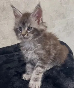 Maine Coon For Sale: Majestic Cats with Loving Personalities 1 IMG 20251020 WA0005 247x296 1