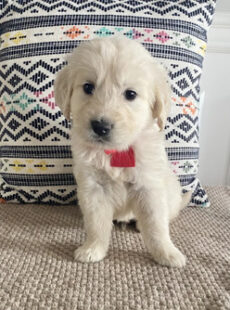 Classifieds 12 IMG 1078 1 3